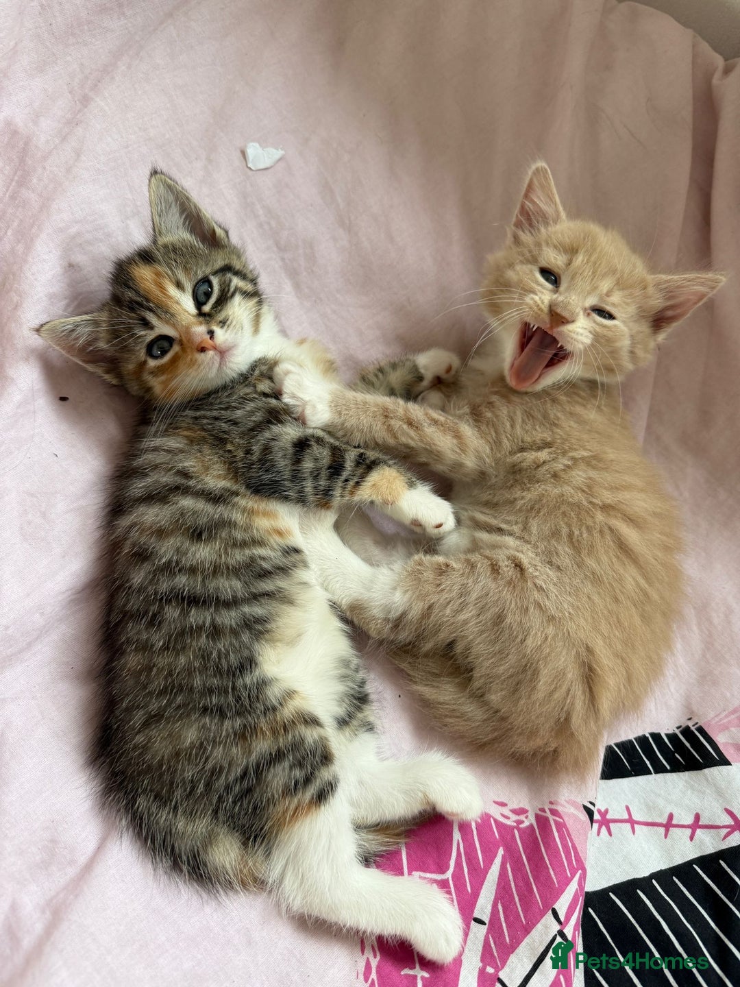 Mixed Breed cats for sale: Gorgeous 8 week old kittens - Image 5