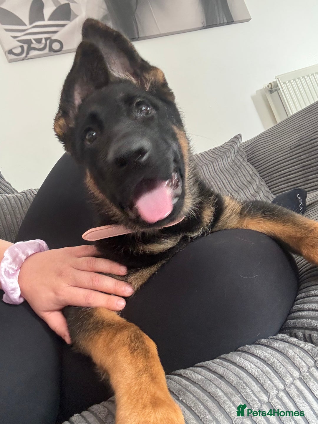 German Shepherd dogs for sale: Skylar - Image 4