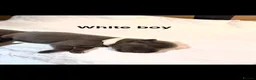 Staffordshire Bull Terrier dogs for sale: 🐾 5 Beautiful blue staff Puppies! 🐾   in Oldham - Advert 10