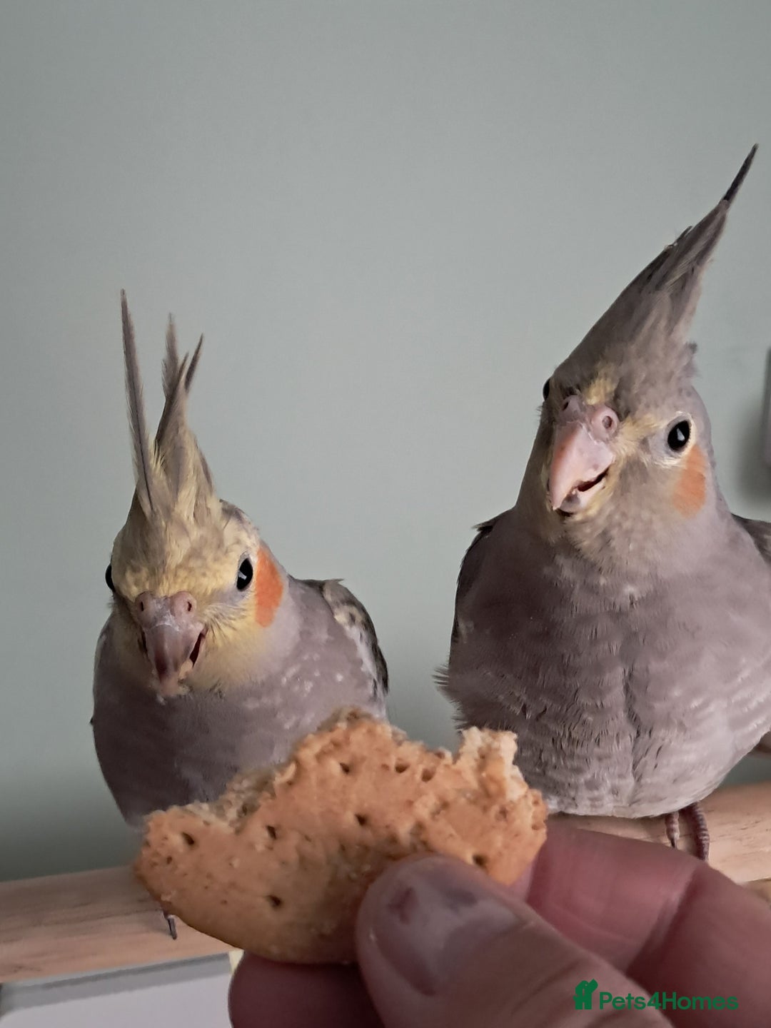Cockatiels birds for sale: Hand reared cocktails very tame lovely birds  - Image 4
