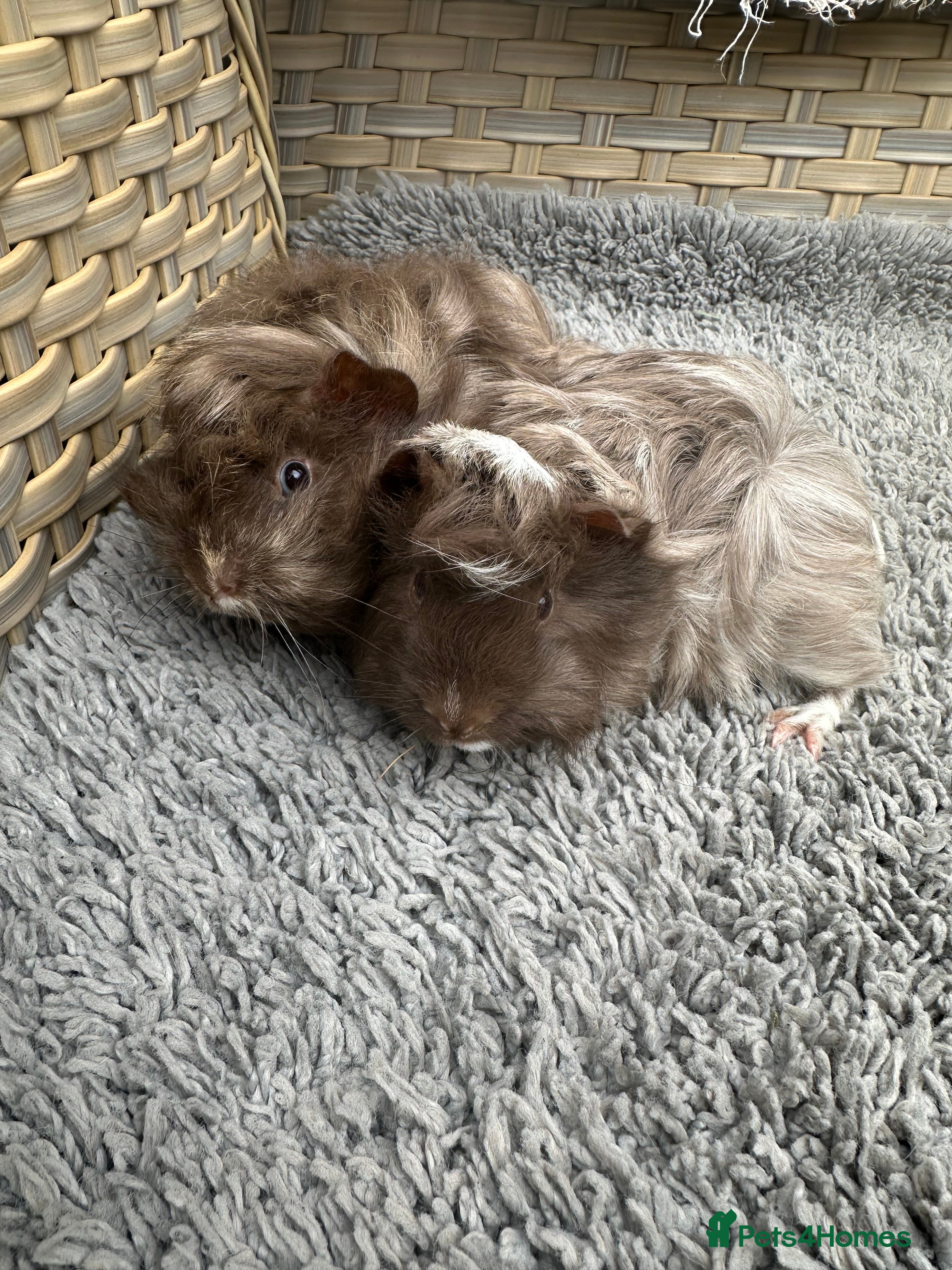 Guinea Pig rodents 2 long haired baby Peruvian boy guinea pigs. - Advert 6