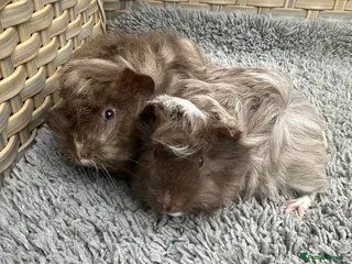 Guinea Pig rodents 2 long haired baby Peruvian boy guinea pigs. - Advert 1
