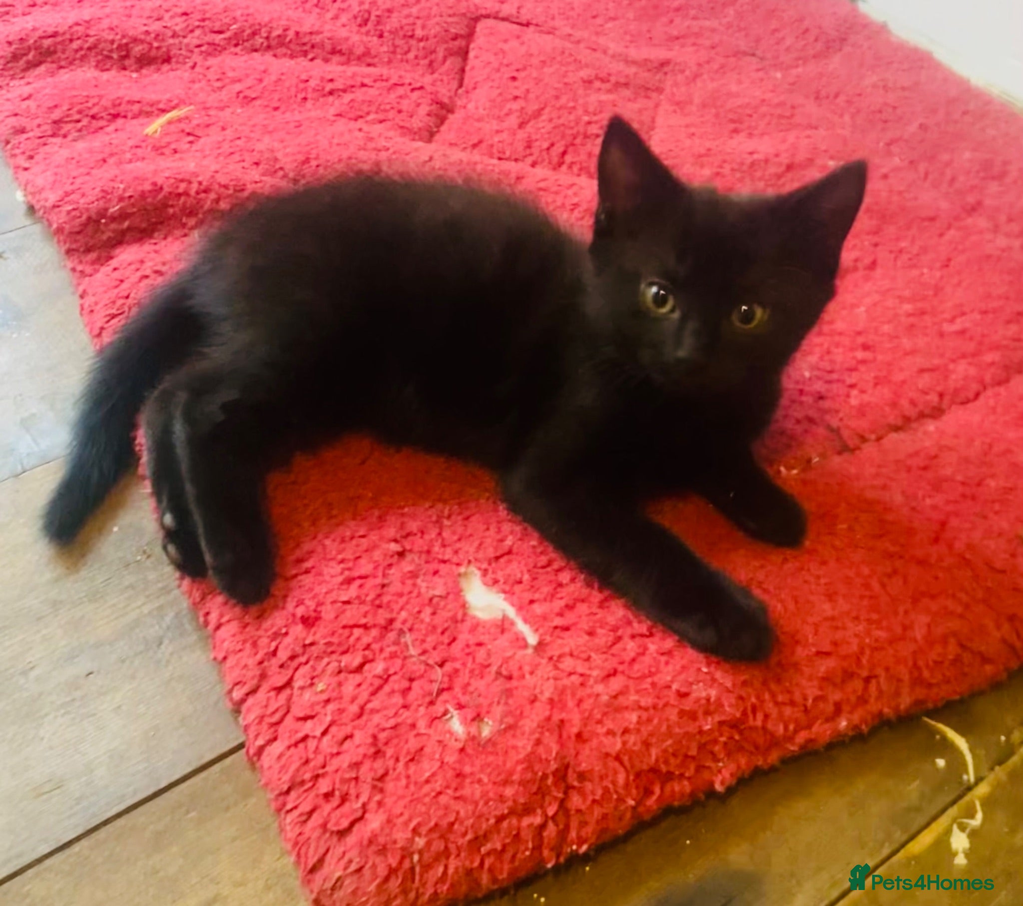 Mixed Breed cats Gorgeous Silver and Black Tabbies Ready Now.  - Advert 2