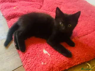 Mixed Breed cats Gorgeous Silver and Black Tabbies Ready Now. - Advert 2