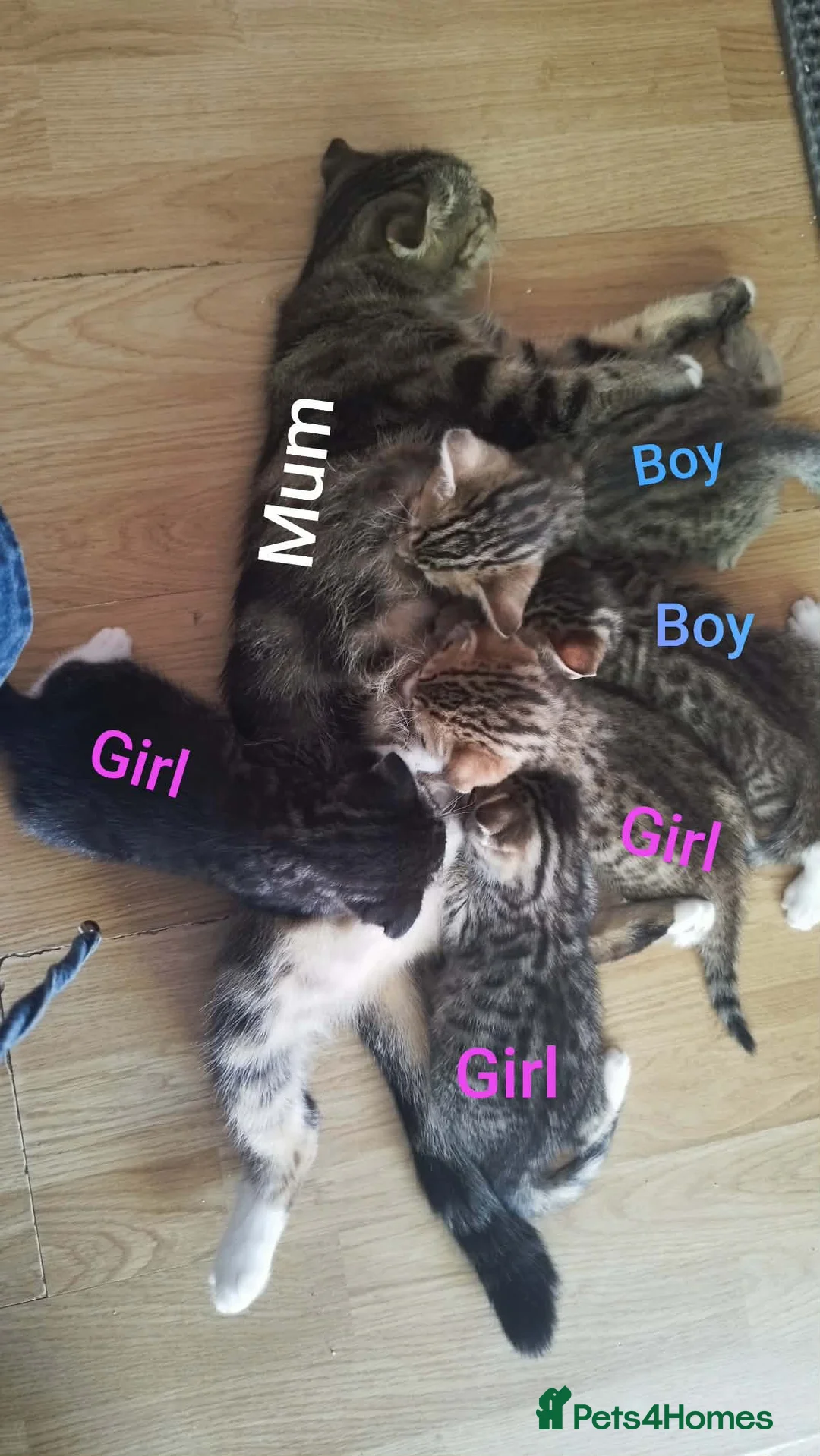 Bengal cats for sale: 5x Bengal kittes in Milton Keynes - Advert 7