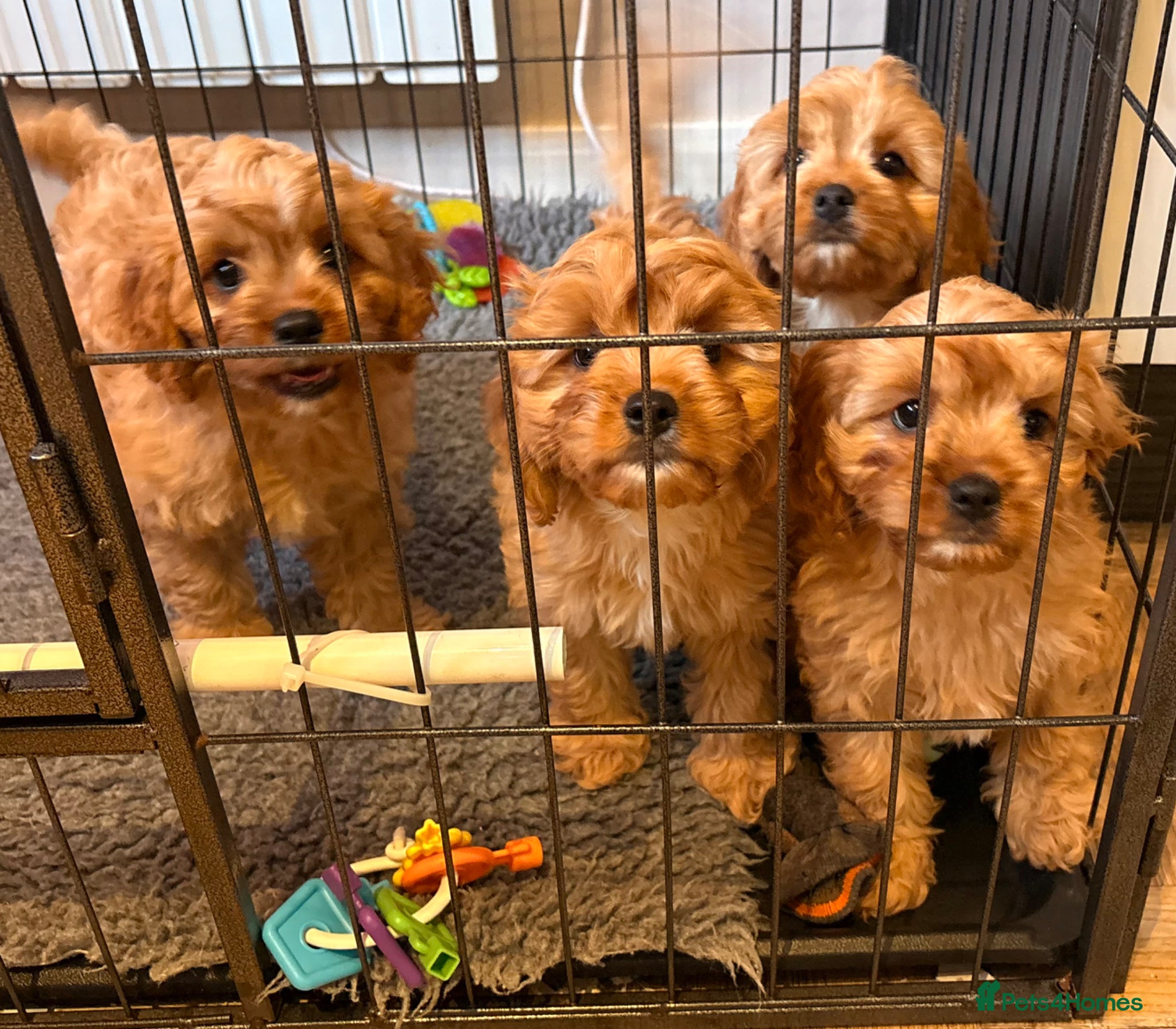 Cavapoo dogs NOW REDUCED £1500 Cavapoo health tested READY NOW - Advert 2