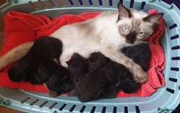 Ragdoll cats for sale: Ragdoll x maincoon - Image 5