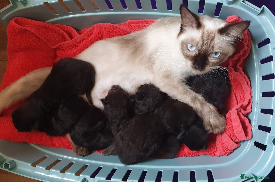 Ragdoll cats for sale: Ragdoll x maincoon - Image 5