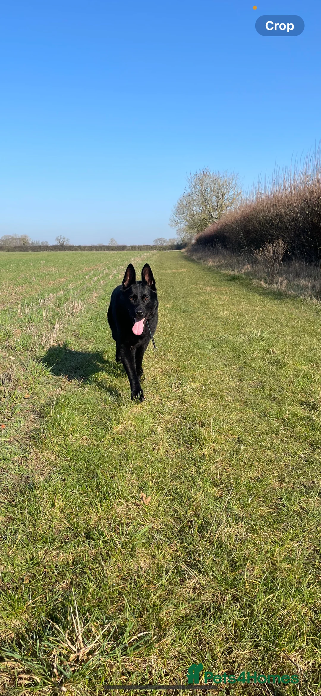 German Shepherd dogs for sale: Working bred German Shepherd  - Advert 5