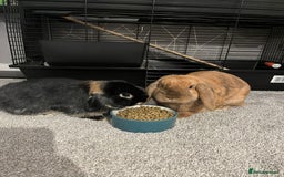 Mini Lop rabbits for sale: 2 Mini Lops For Sale  - Image 2