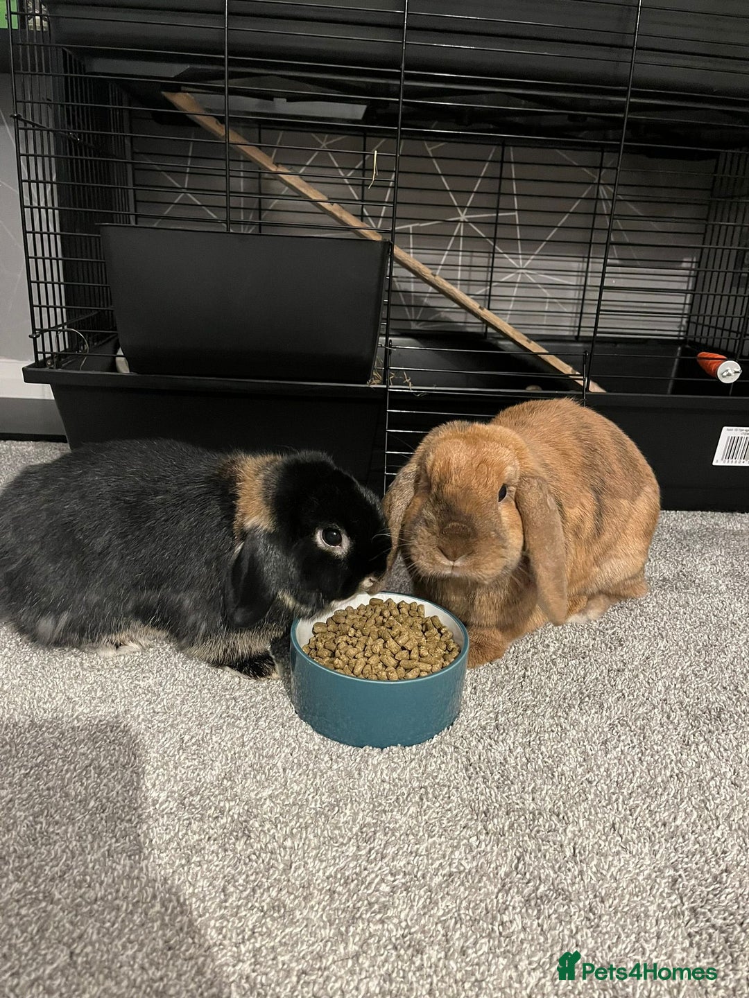 Mini Lop rabbits for sale: 2 Mini Lops For Sale  - Image 2