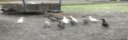 Ducks poultry for sale: Male and female runner ducks  - Advert 2