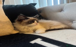 Ragdoll cats for sale: 2 beautiful fluffy ragdoll kittens for sale  - Advert 7