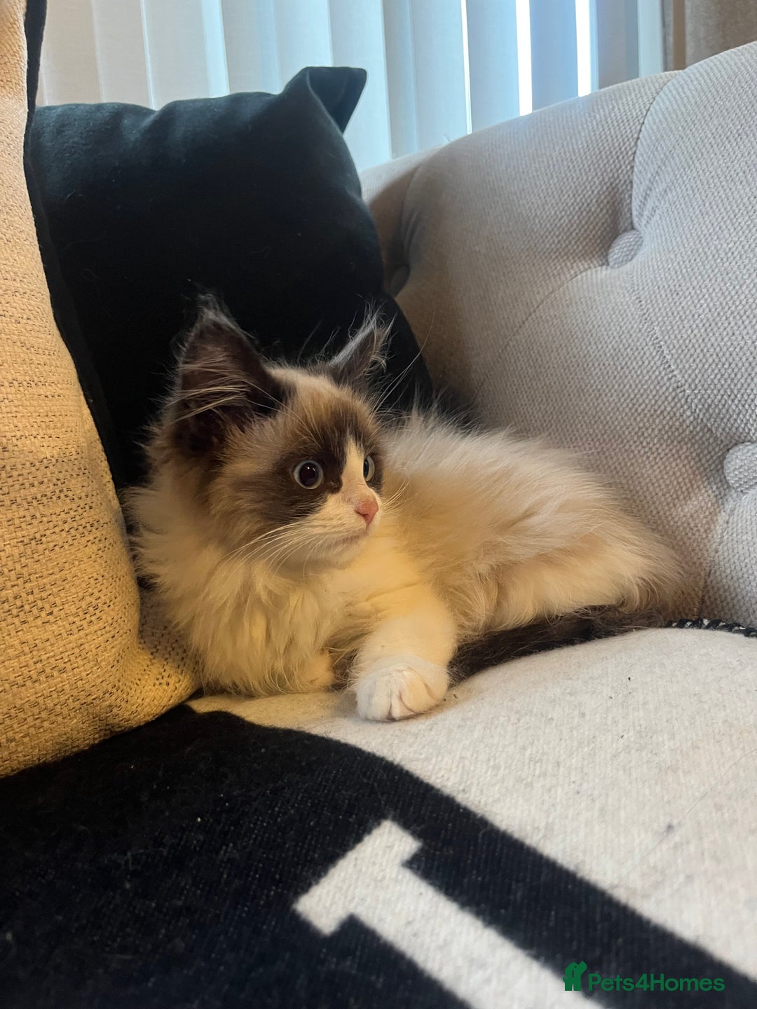 Ragdoll cats for sale: 2 beautiful fluffy ragdoll kittens for sale  - Advert 7