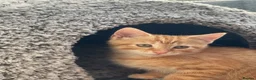 Mixed Breed cats for sale: Female ginger cat 1 year old  in Harrogate - Advert 6