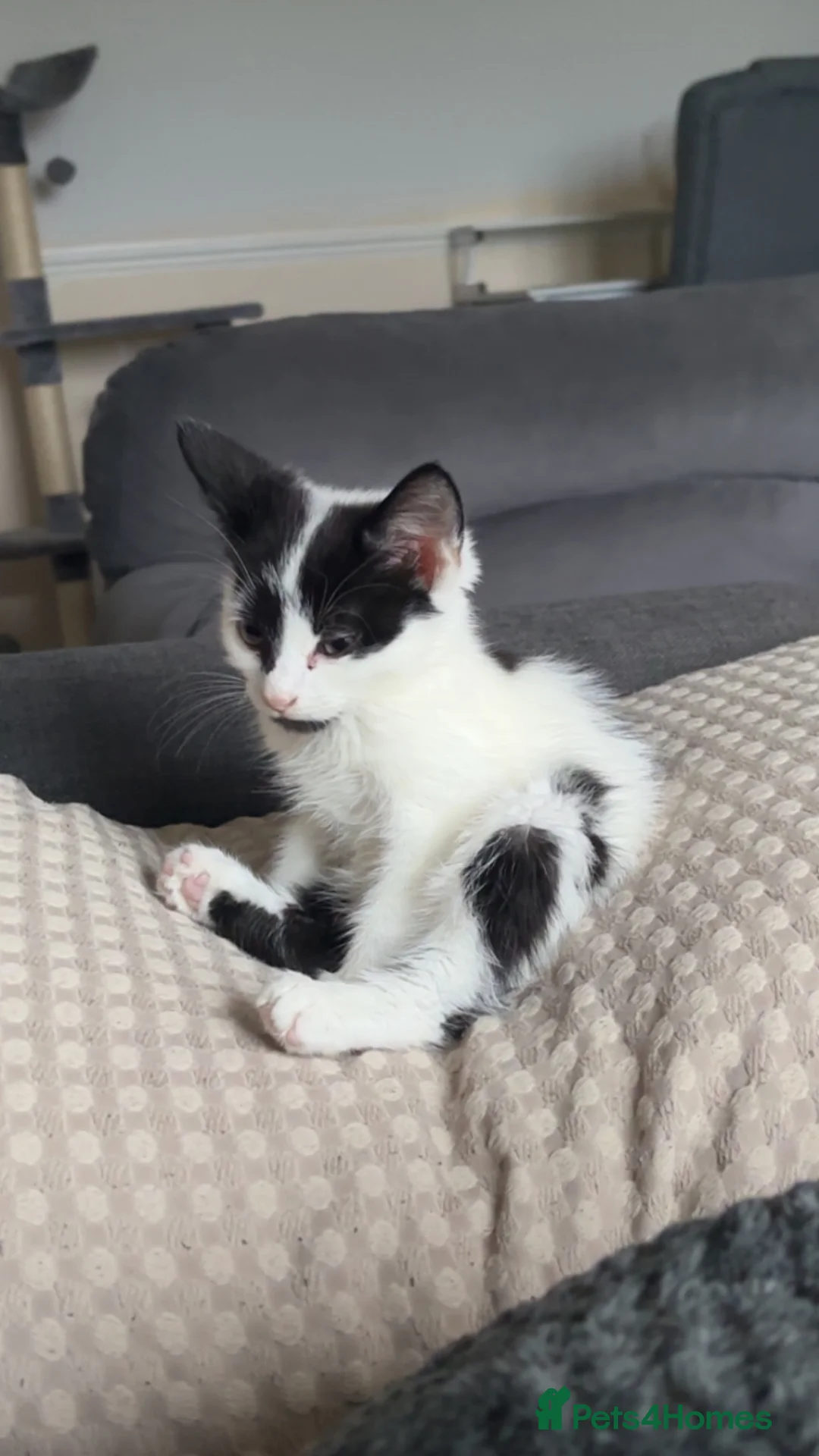 Mixed Breed cats for sale:  **  black and white male kitten  in Newcastle - Advert 1