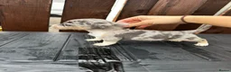 Dachshund dogs for sale: Jackshund puppies looking for a place to call home - Advert 14
