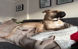 Mixed Breed dogs for sale: Meet Hooper – Your Loyal, Loving Companion Awaits! - Image 2
