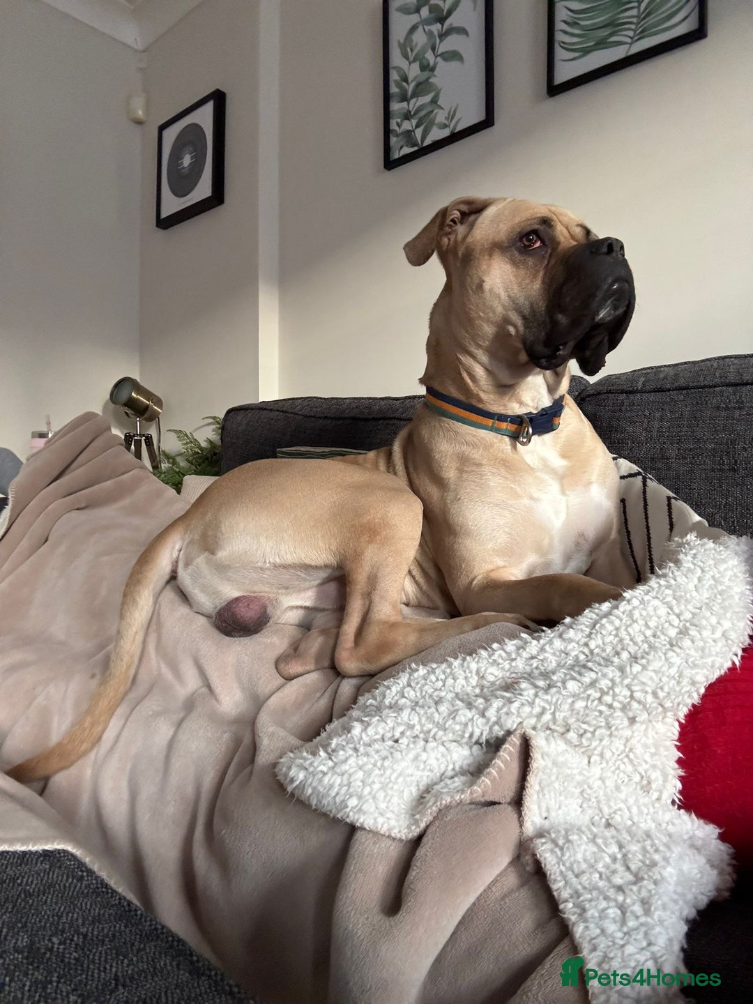 Mixed Breed dogs for sale: Meet Hooper – Your Loyal, Loving Companion Awaits! - Image 2