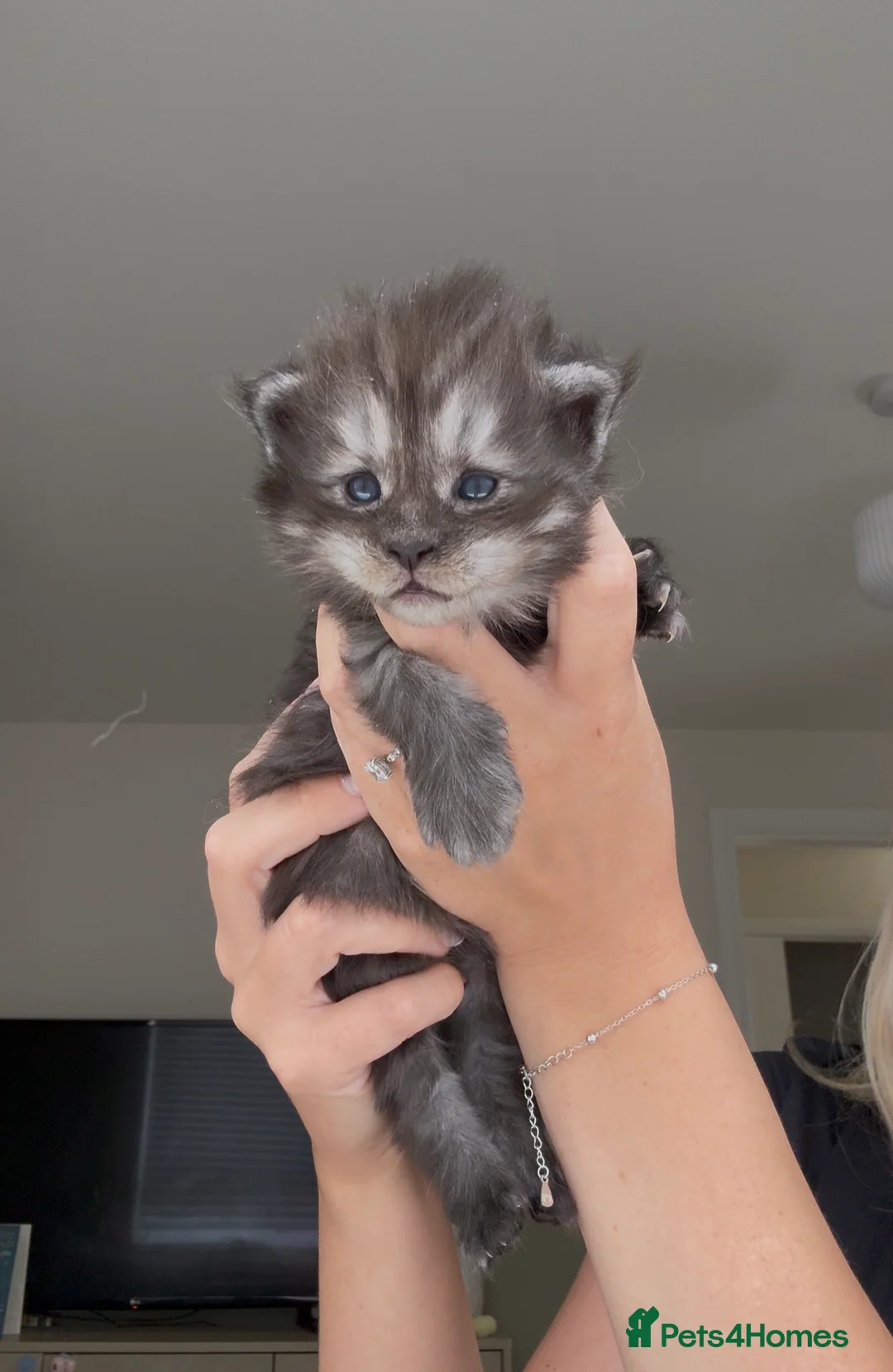 Maine Coon cats for sale: GCCF registered maincoon kittens - Advert 15