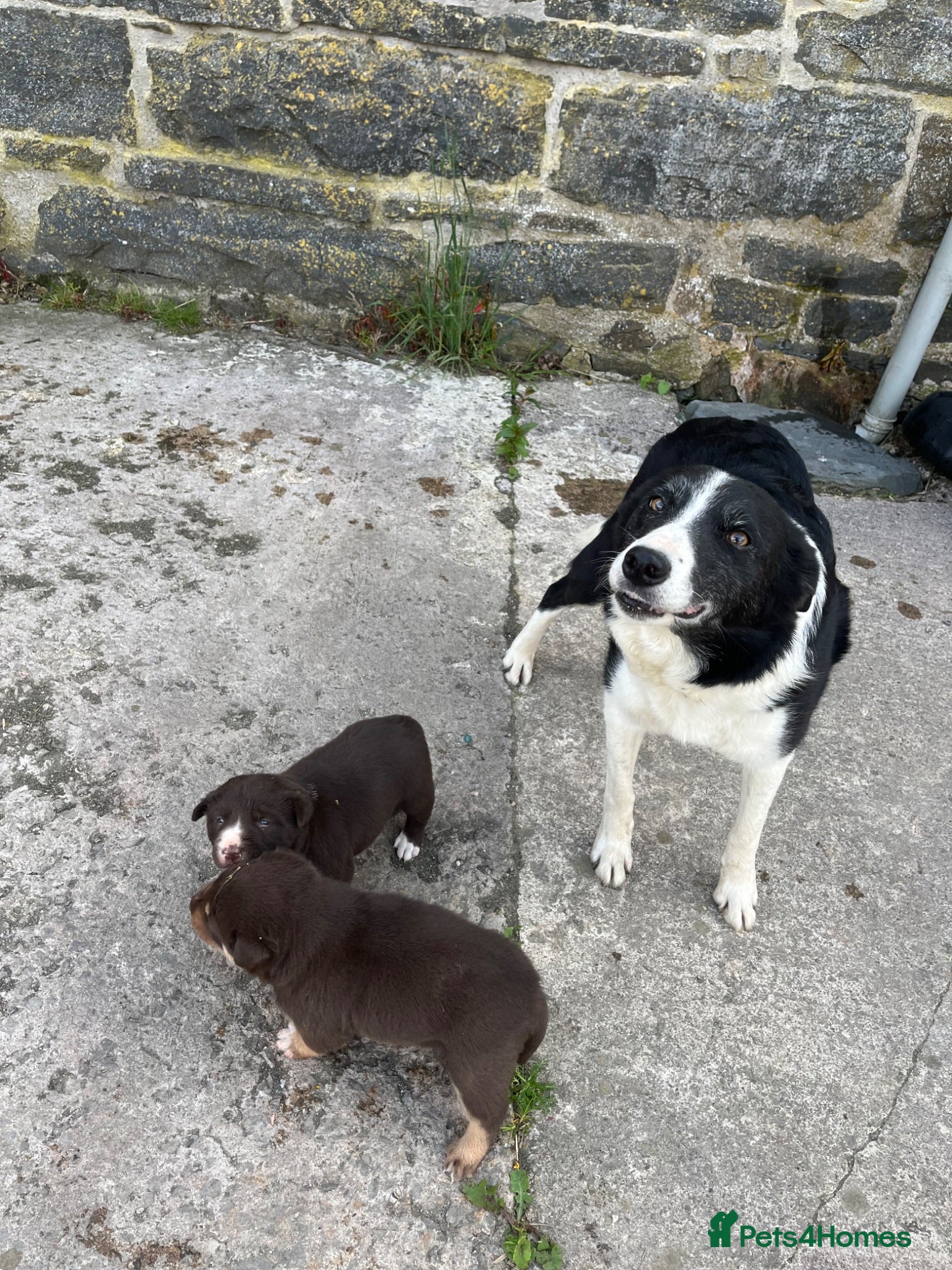 Mixed Breed dogs Border Collie puppies - Advert 2