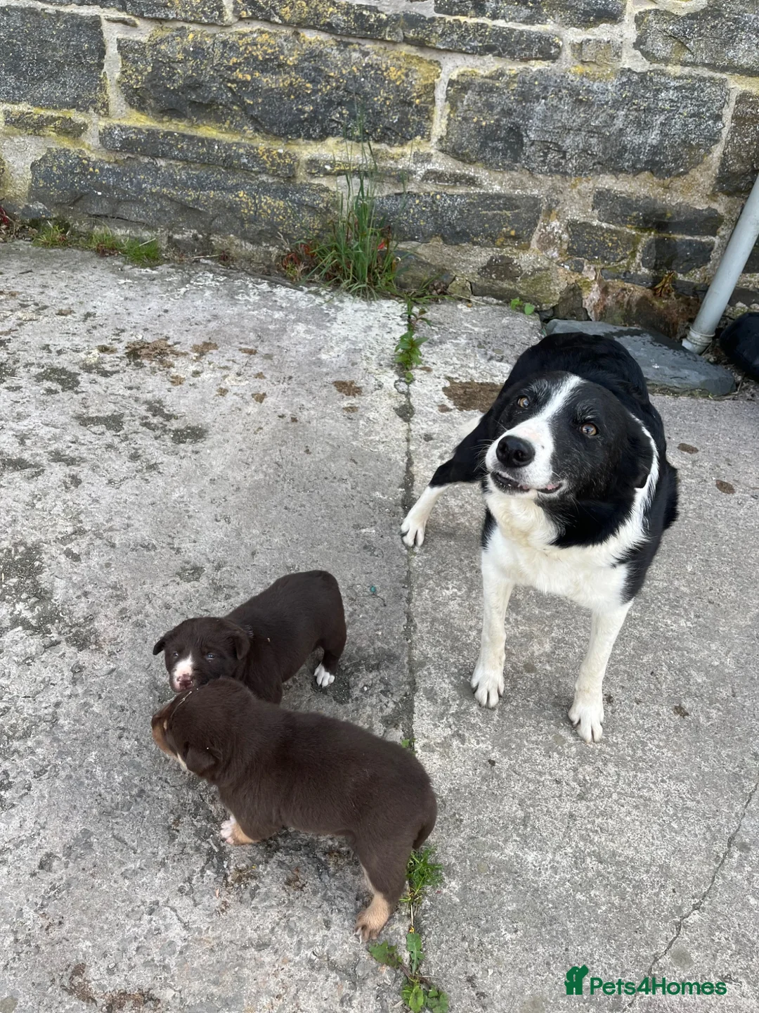 Mixed Breed dogs for sale: Border Collie puppies - Advert 2