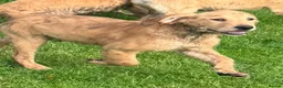 Golden Retriever dogs for sale: Beautiful KC dark gold healthy boys - Advert 24