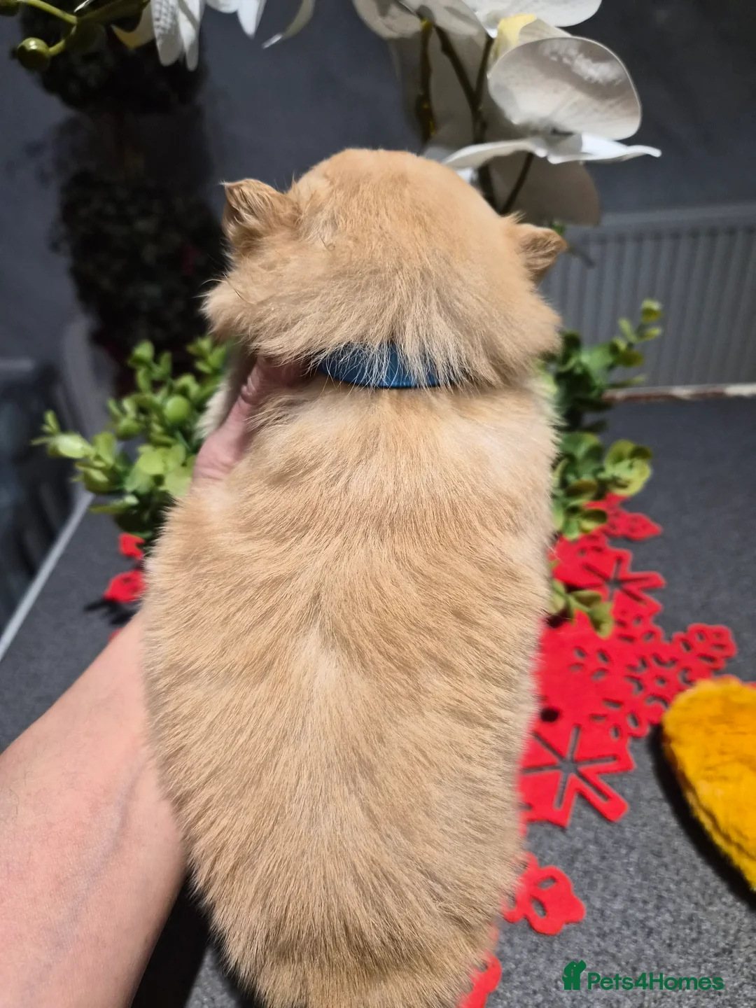 Pomeranian dogs for sale: 💝High Quality Korea/ Russia Babies💝 - Advert 9