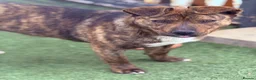 Mixed Breed dogs for adoption: Cute Gina looking for a home - Advert 16