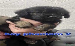 Goldendoodle dogs for sale: 🥰READY NOW GOLDENDOODLES🥰 - Image 1
