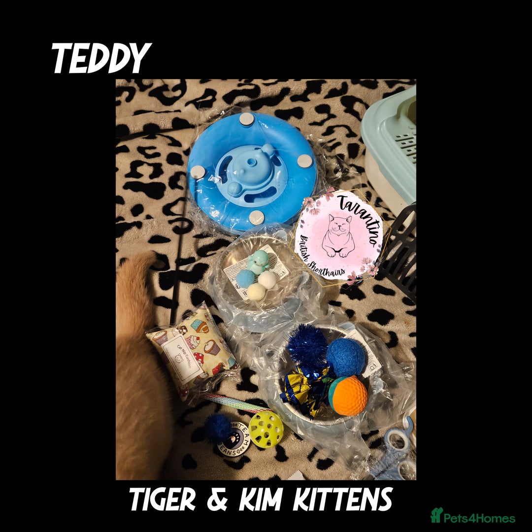 British Shorthair cats for sale: GCCF REGISTERED BRITISH SHORTHAIR KITTENS  - Advert 7