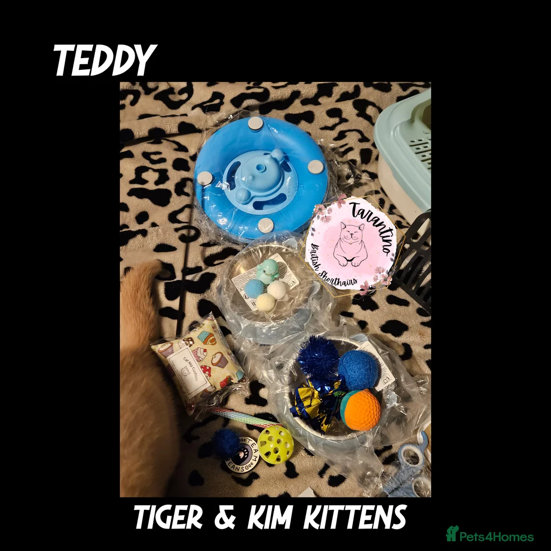 British Shorthair cats for sale: GCCF REGISTERED BRITISH SHORTHAIR KITTENS  - Advert 7