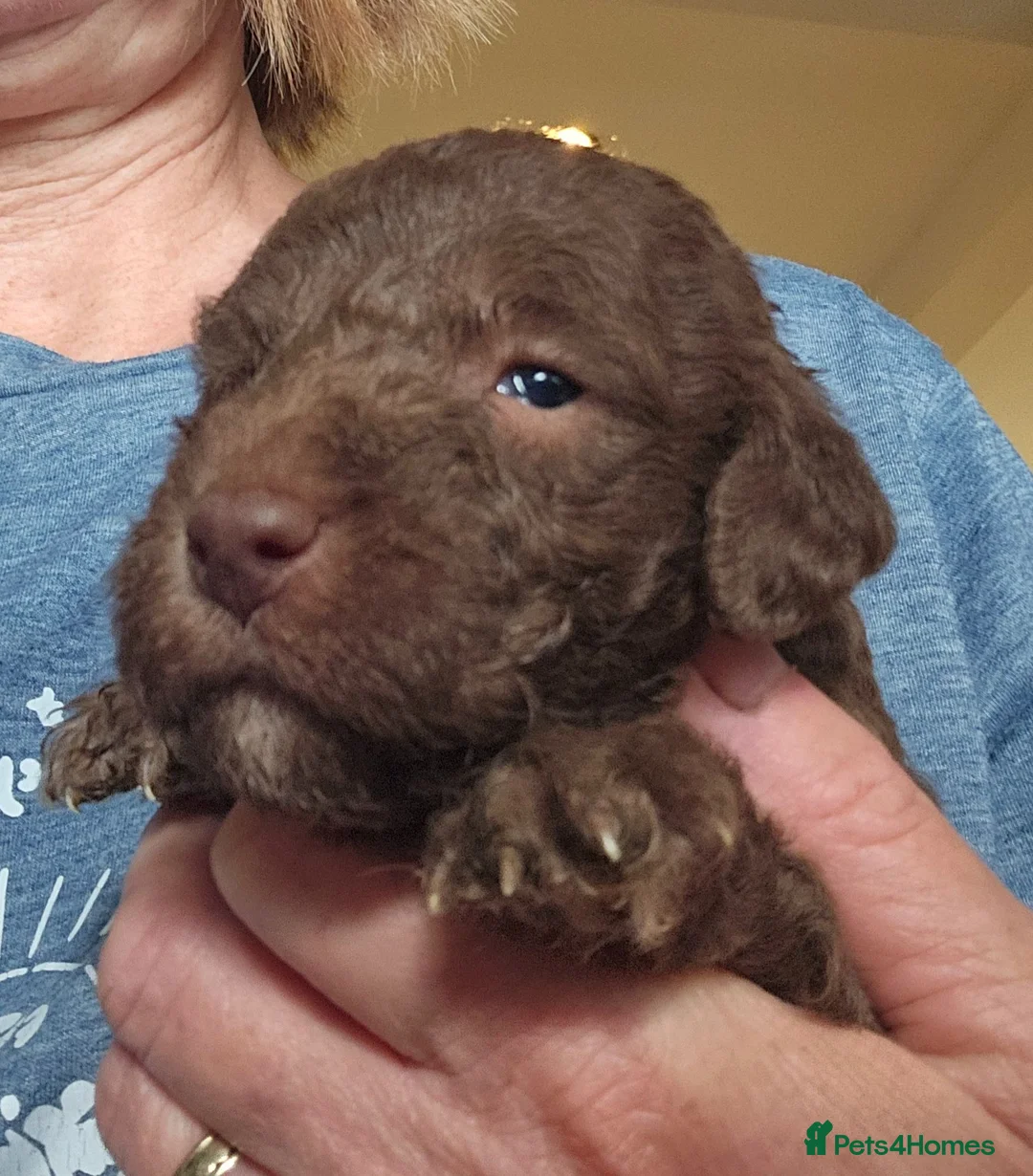 Bedlington Terrier dogs for sale: KC Registered Bedlington puppies - Advert 22