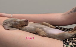 Miniature Dachshund dogs for sale: ⭐️🦋⭐️MINI MINIATURE DACHSHUNDS READY NOW ⭐️🦋⭐️ - Image 8