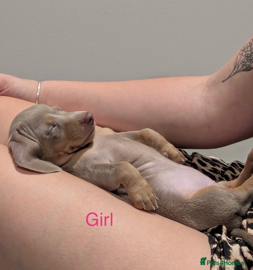 Miniature Dachshund dogs for sale: ⭐️🦋⭐️MINI MINIATURE DACHSHUNDS READY NOW ⭐️🦋⭐️ - Image 8