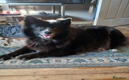 Pomsky dogs for sale: Pomsky Puppies For Sale - Image 4