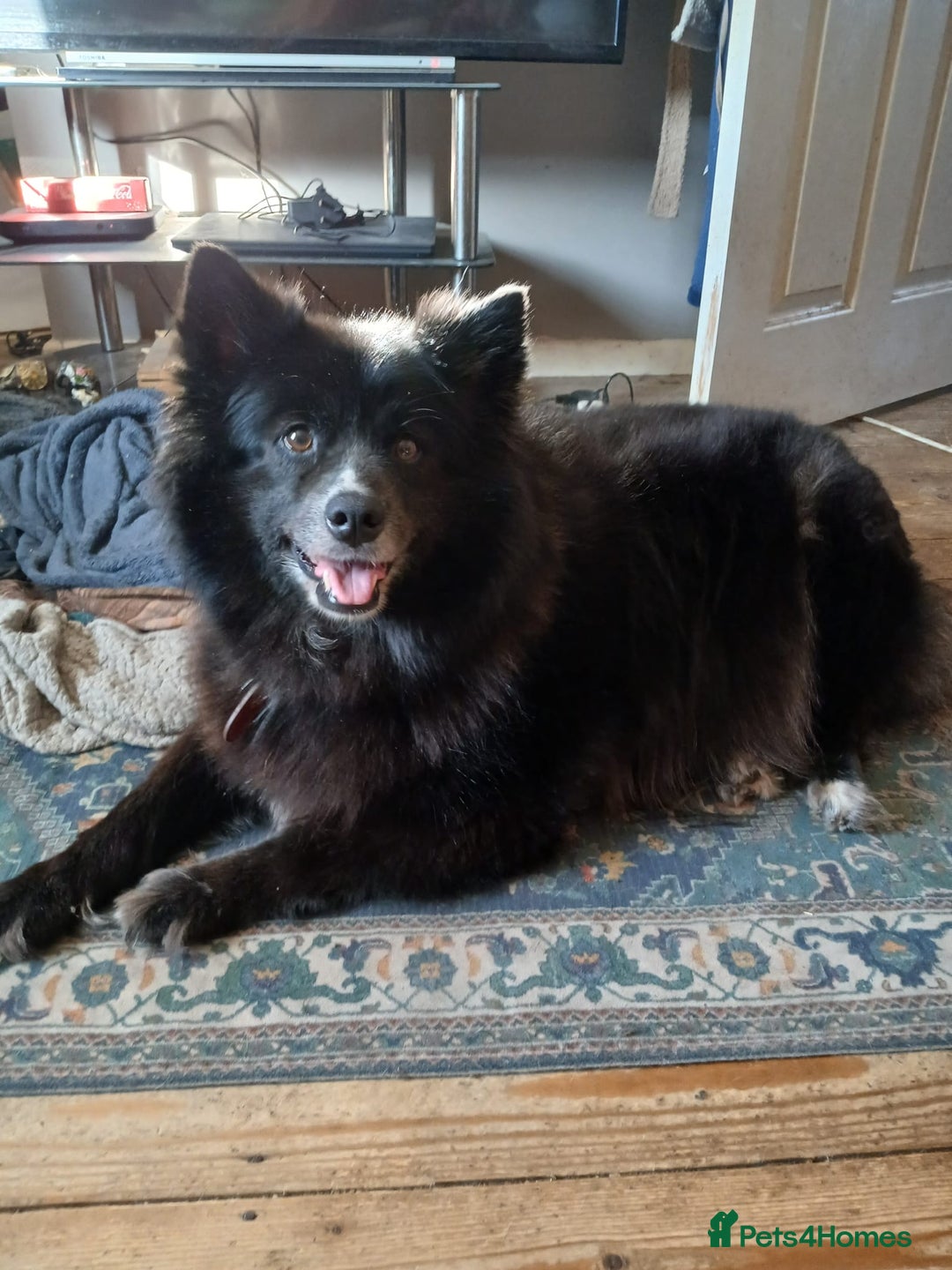 Pomsky dogs for sale: Pomsky Puppies For Sale - Image 4