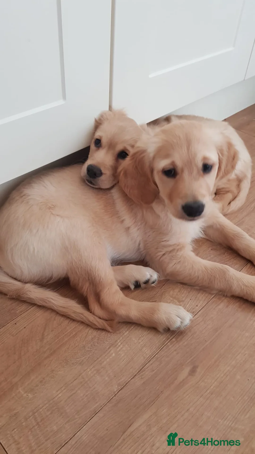 Golden Retriever dogs for stud: A proven gorgeous Golden Retriever for stud in Haywards Heath - Advert 9