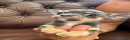 Chihuahua dogs for sale: 3 beautiful chihuahua pups - Advert 9