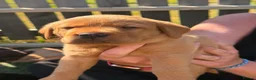 Labrador Retriever dogs for sale: Stunning Labrador puppies  - Advert 5