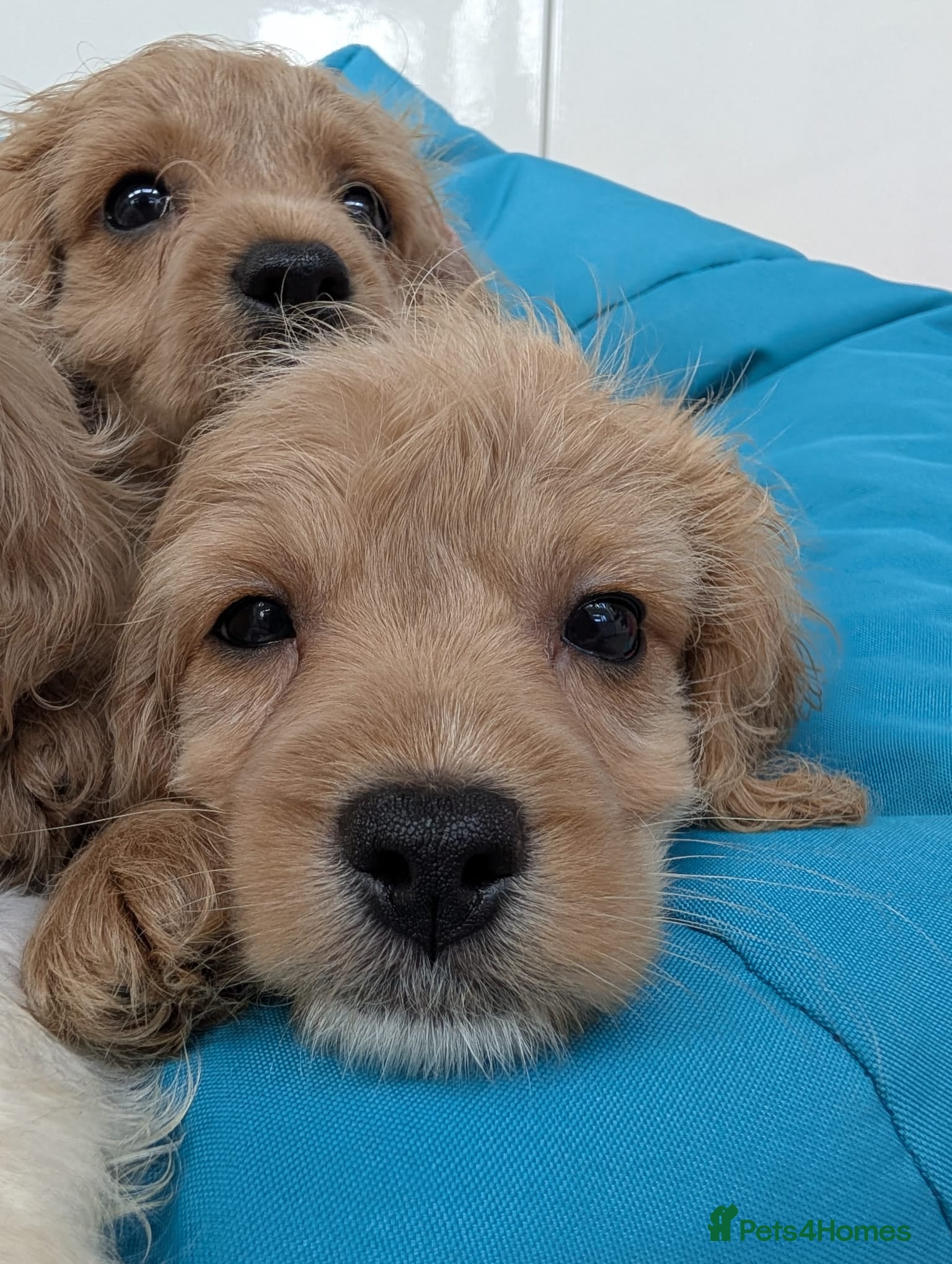 Cavapoo dogs READY TO LEAVE 🐕 CAVAPOO F1 Manchester  - Advert 4