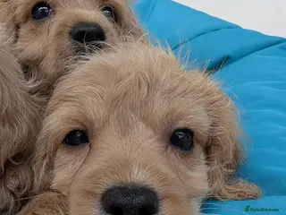 Cavapoo dogs READY TO LEAVE 🐕 CAVAPOO F1 Manchester - Advert 4