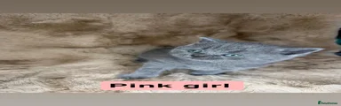 Pink girl 