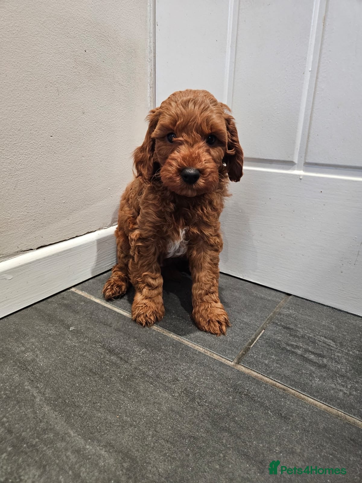 Cockapoo dogs 1 Cockapoo puppy, ready to leave!  - Advert 1