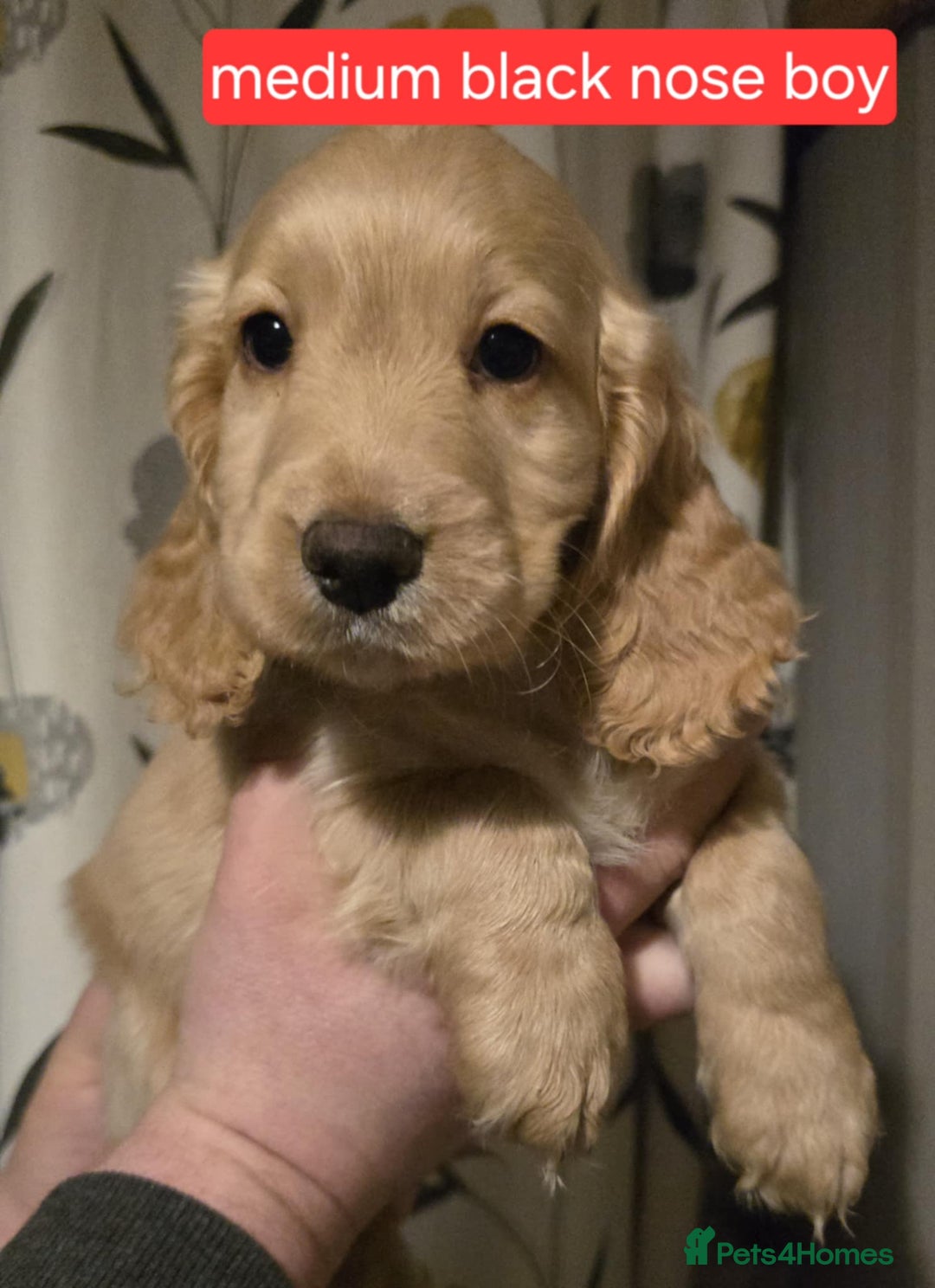 Cocker Spaniel dogs for sale: Cocker spaniel puppies  - Advert 8