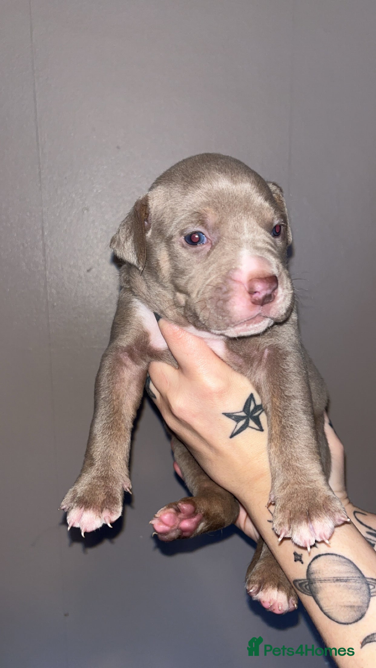 Mixed Breed dogs 9 Puppies - Old Tyme Bulldog x American Bulldog - Advert 3