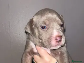 Mixed Breed dogs 9 Puppies - Old Tyme Bulldog x American Bulldog - Advert 2