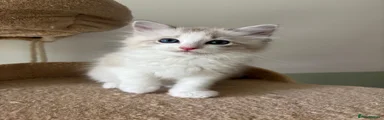 Ragdoll 1