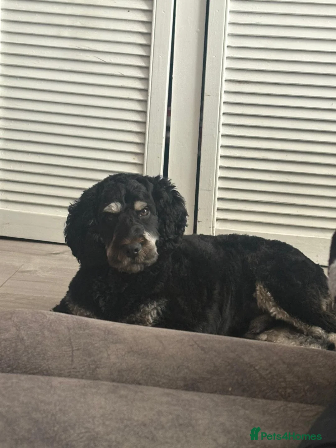 Cockapoo dogs for stud: Mr teddy in Great Yarmouth - Advert 3