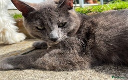 Mixed Breed cats for sale: 2 boys ready for their next adventure  - Advert 2